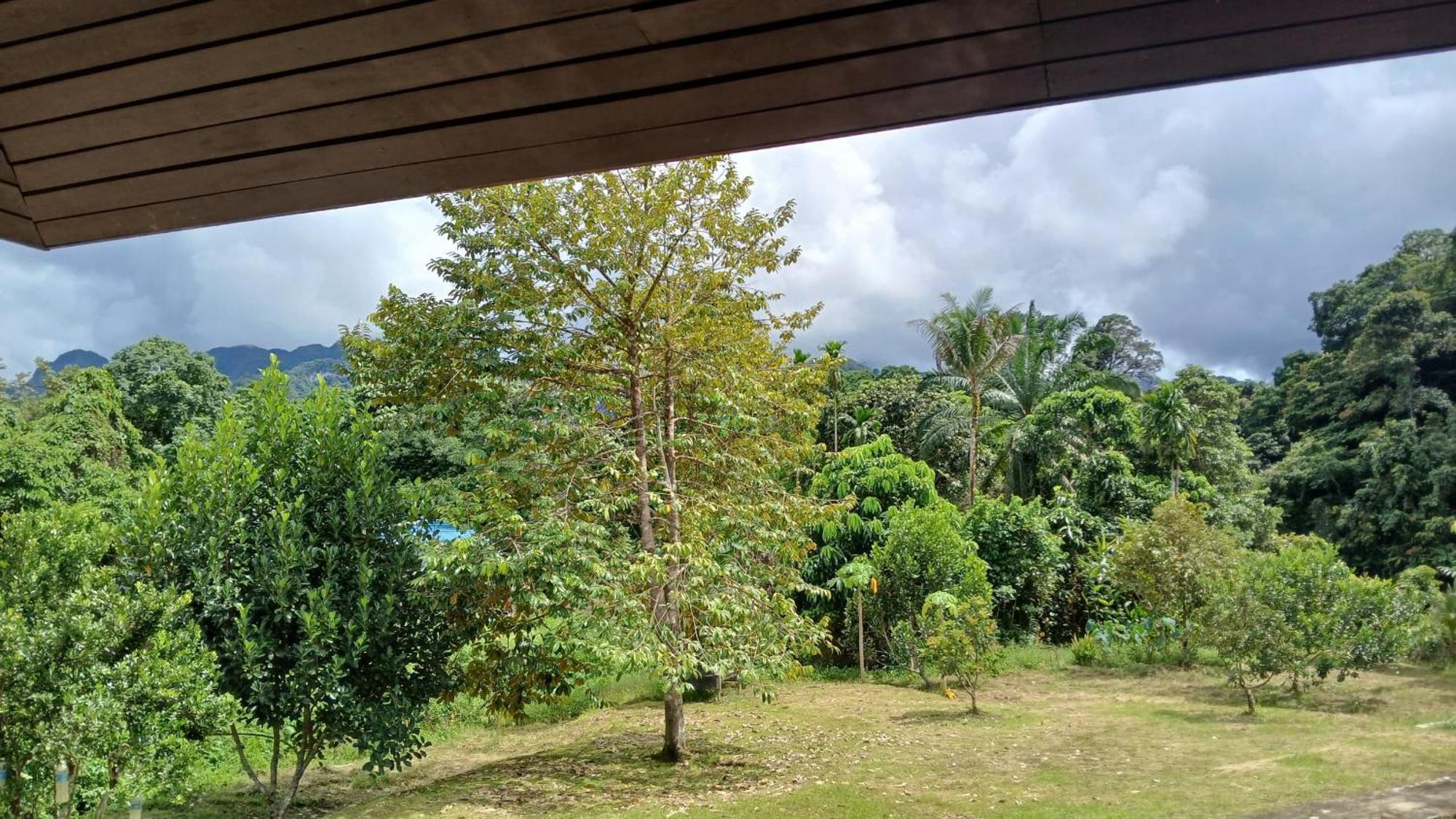 Mulu Tribal Homestay Εξωτερικό φωτογραφία